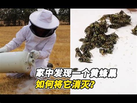 蜜蜂風水|2024蜂巢處理最新指南